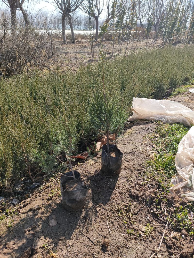 蜀桧工程苗价格，蜀桧营养钵苗基地，蜀桧专业种植大量供应