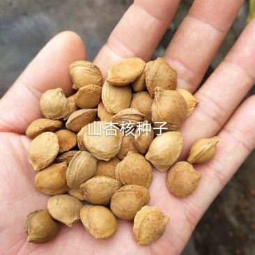 辽宁营口市鲅鱼圈区东升种苗供应山杏核种子发芽率高