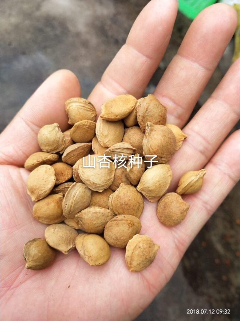 辽宁营口市鲅鱼圈区东升种苗供应山杏核种子发芽率高