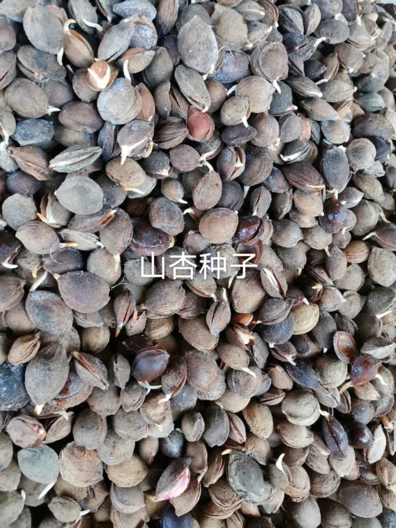 辽宁营口市鲅鱼圈区东升种苗供应山杏核种子发芽率高