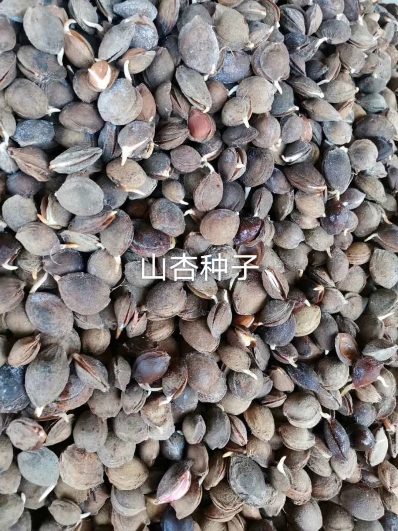 辽宁营口市鲅鱼圈区东升种苗供应山杏核种子发芽率高