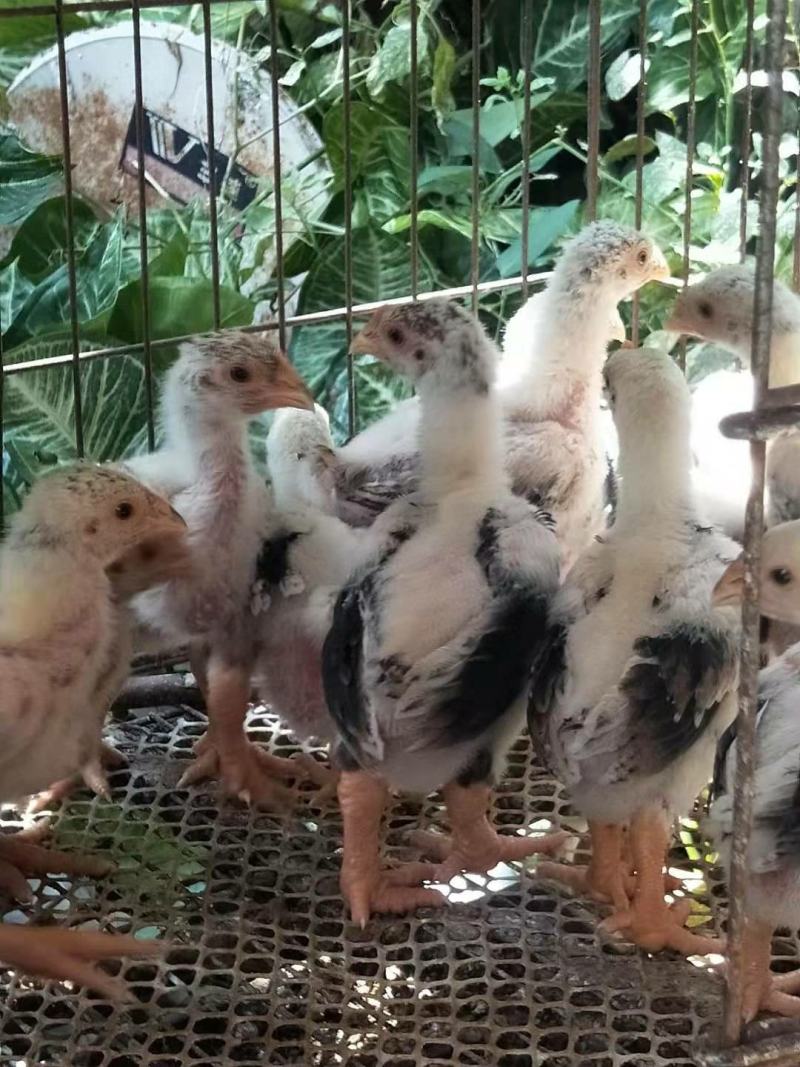 东涛鸡鸡苗包活到家满额可包邮