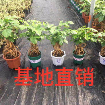 幸福树(提根绿宝)大小规格齐全，货源充足，整箱销售
