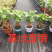 幸福树(提根绿宝)大小规格齐全，货源充足，整箱销售