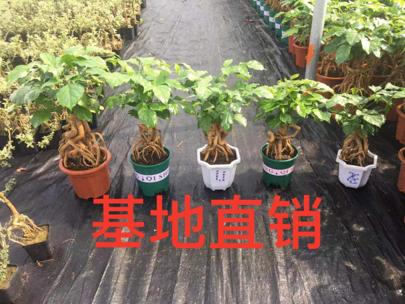 幸福树(提根绿宝)大小规格齐全，货源充足，整箱销售