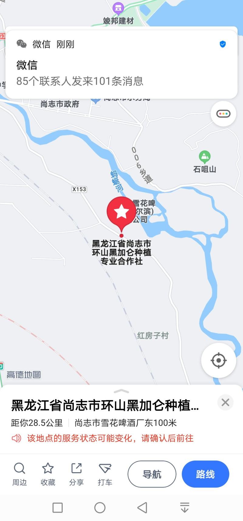 黑加仑苗、树葡萄苗！！！