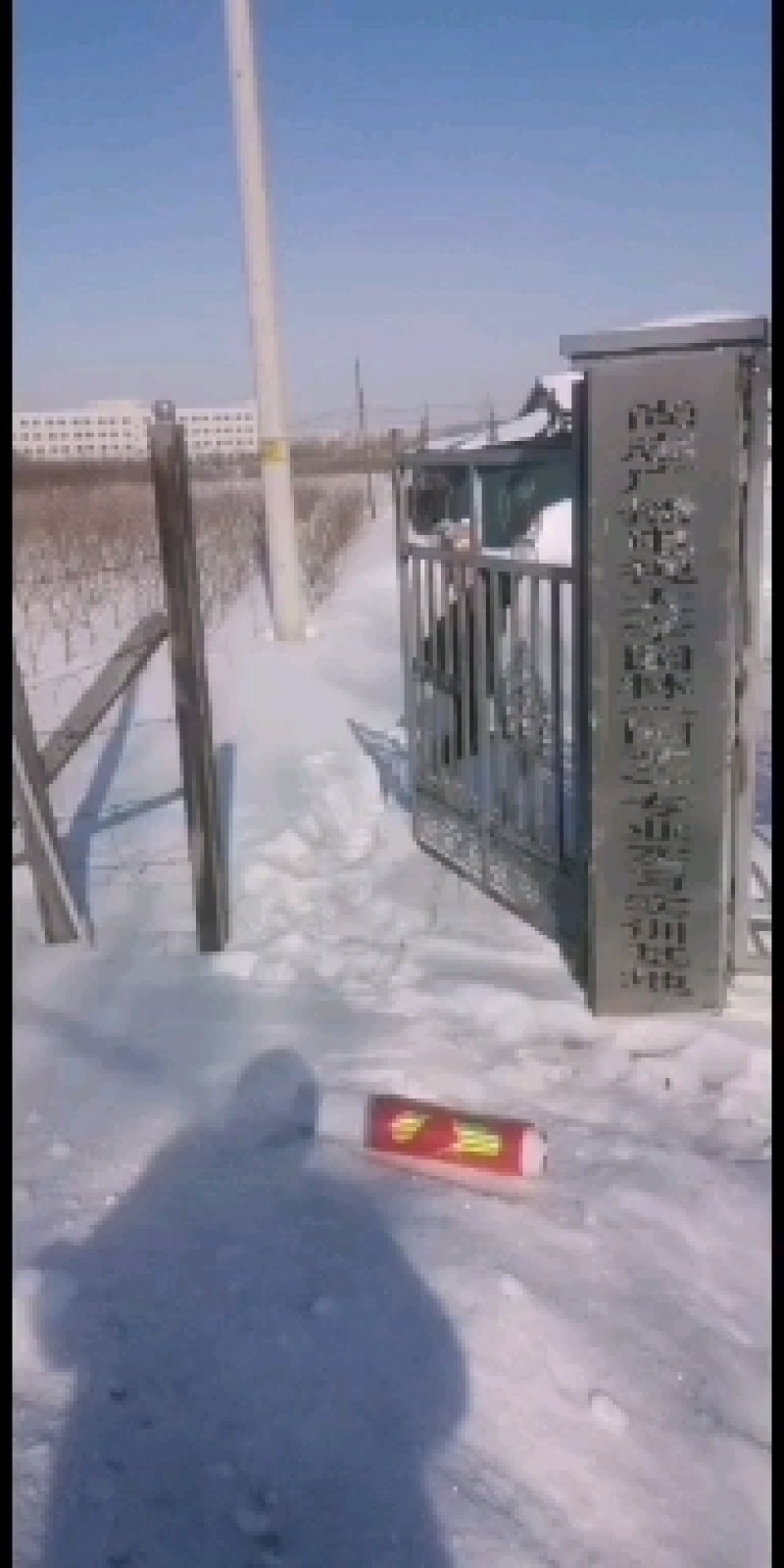 黑加仑苗、树葡萄苗！！！