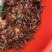 小龙虾，3月15后有货！有需要可以咨询！