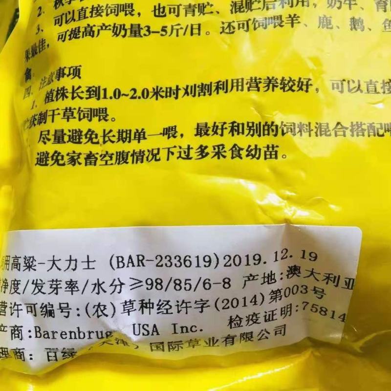 大力士饲用甜高粱牛羊鹅鱼高产牧草青贮种子饲用甜高粱种子
