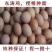 东涛鸡种蛋包100%受精，包100%出壳