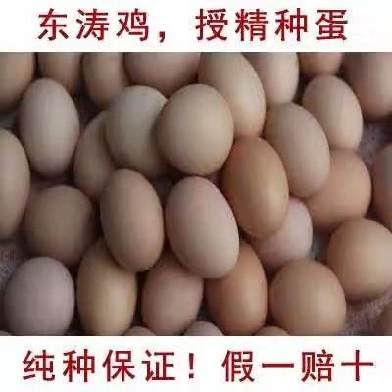 东涛鸡种蛋包100%受精，包100%出壳