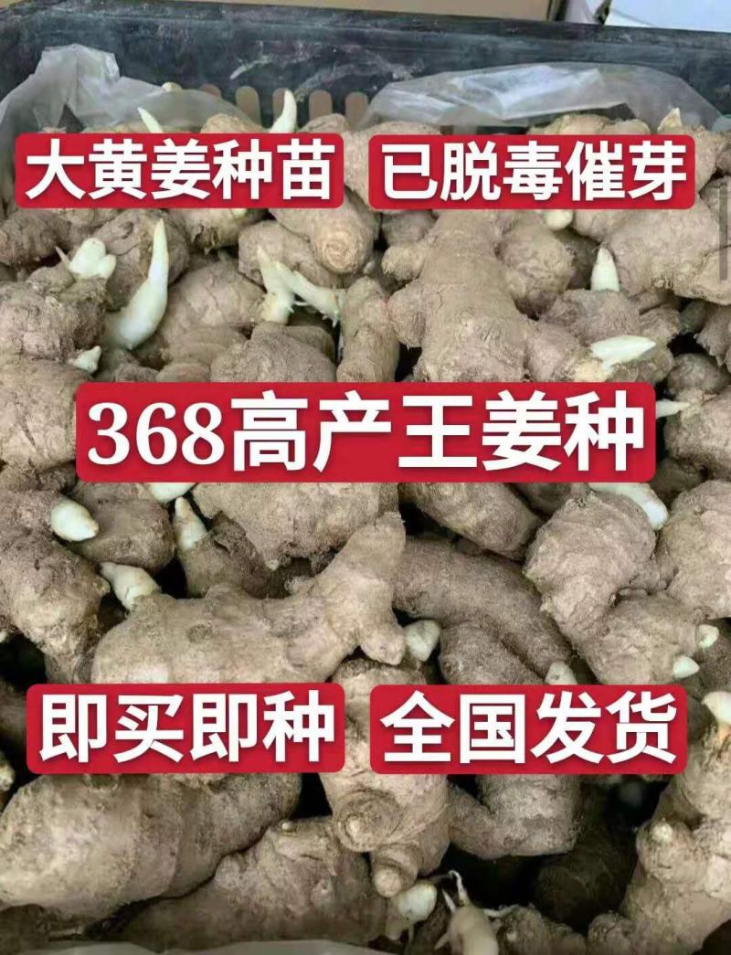 优质姜种产地批发一手货源。货源充足品质优良，支持全国发货