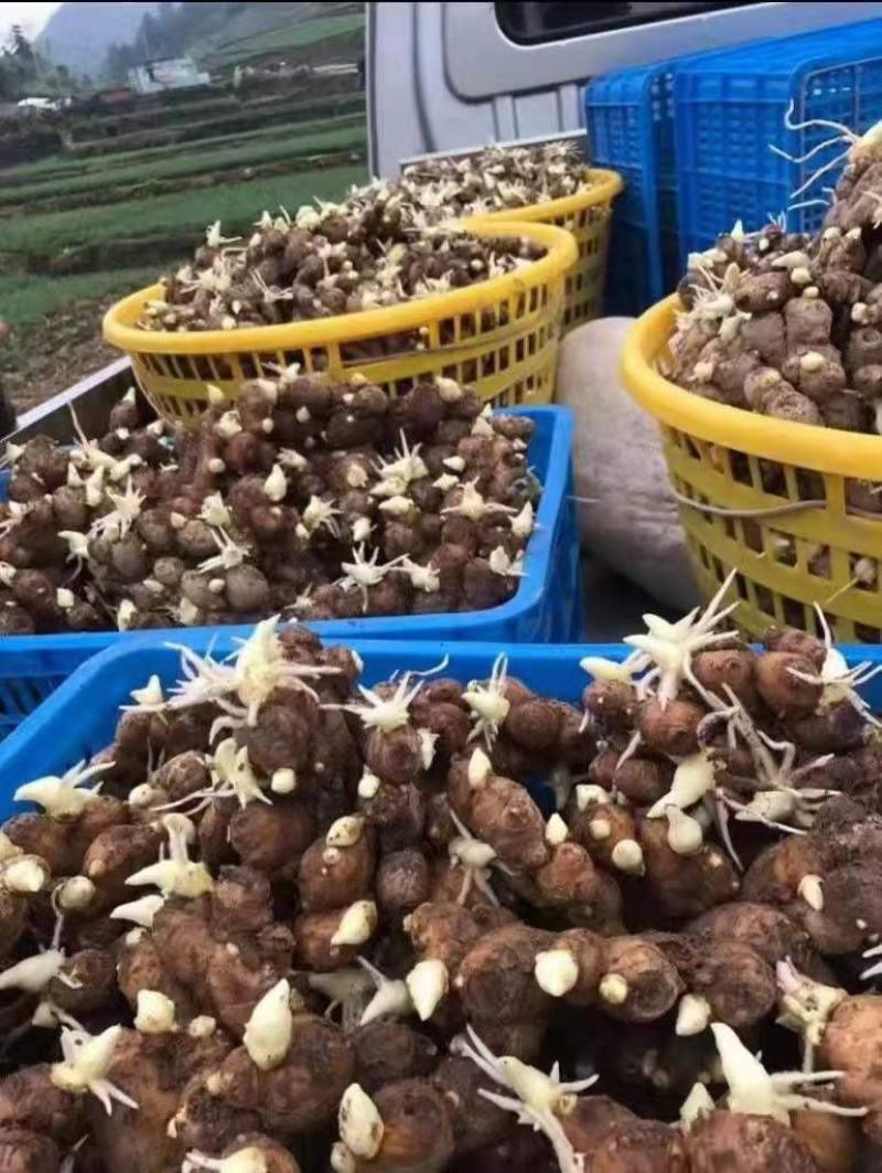 优质姜种产地批发一手货源。货源充足品质优良，支持全国发货