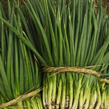 保定分葱种植基地各种规格