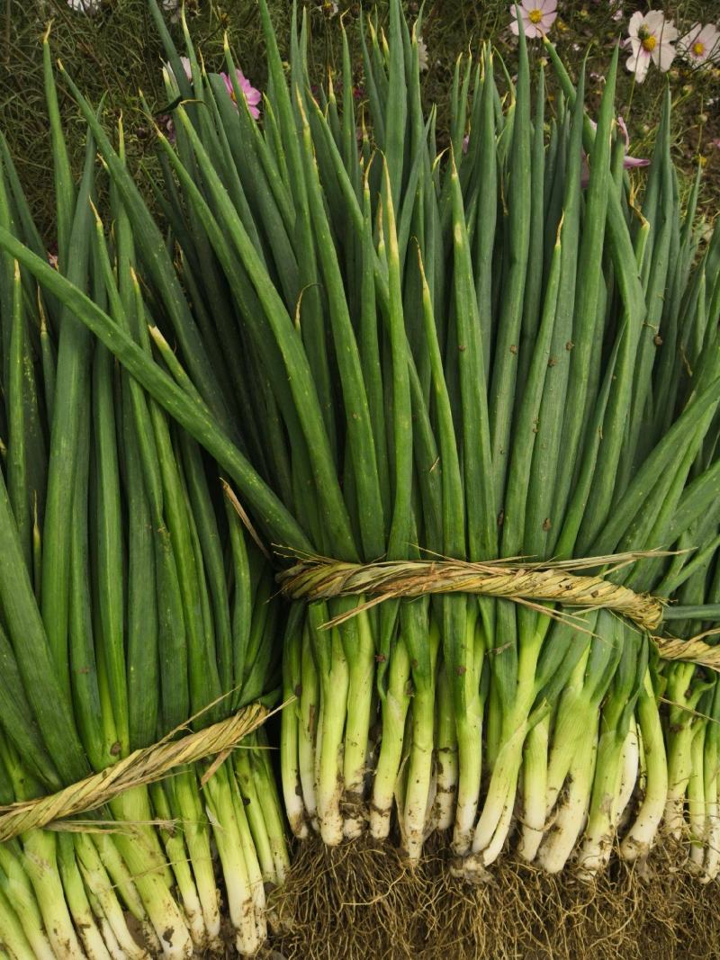 保定分葱种植基地各种规格