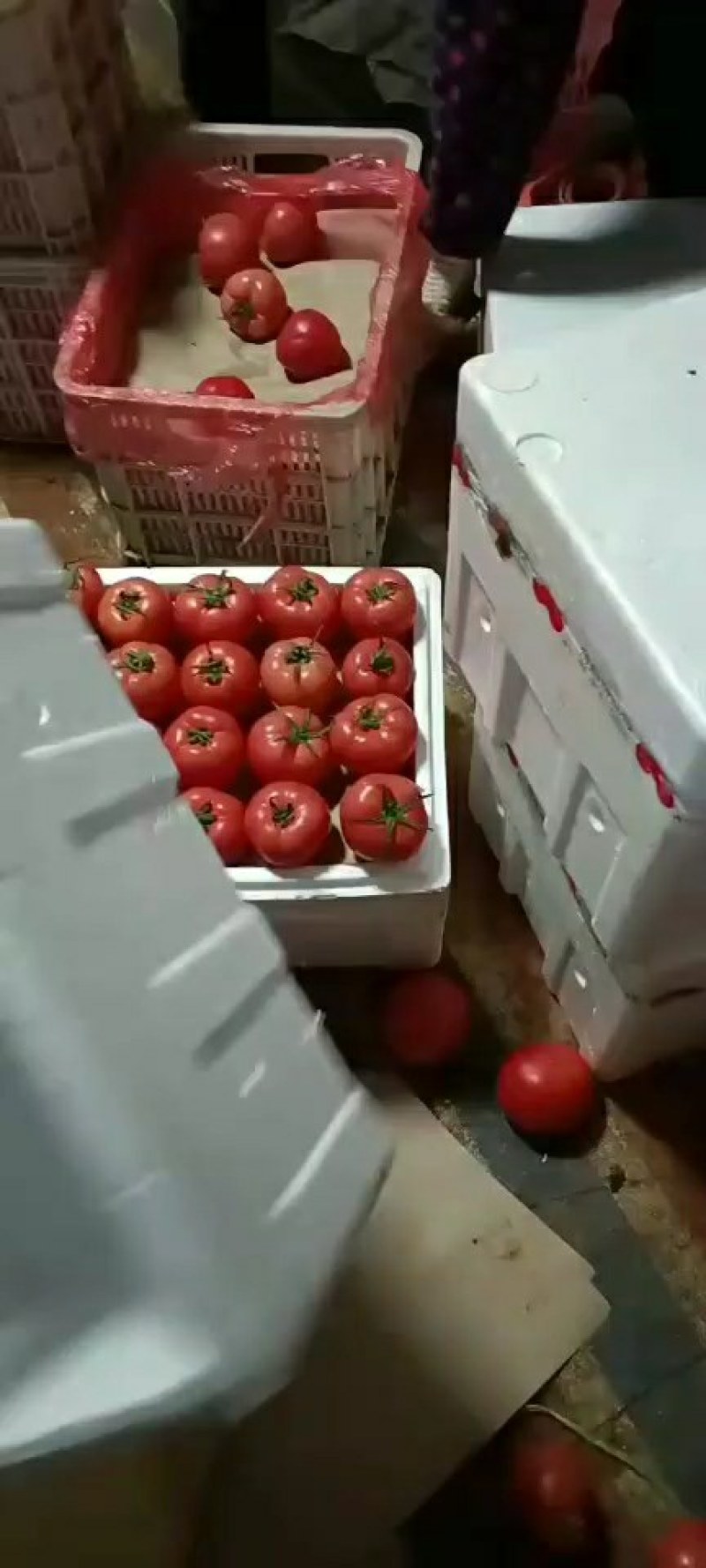 基地直供新鲜采摘硬粉西红柿，沙瓤多汁，口感酸甜，欢迎来电