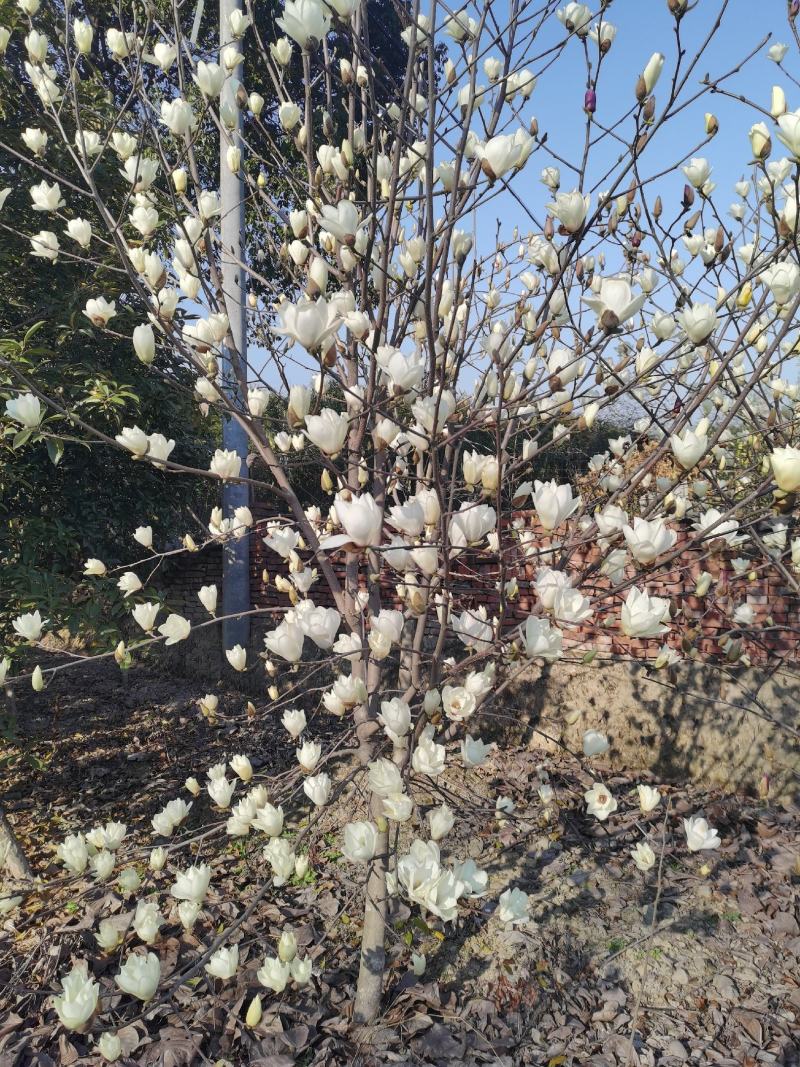 红花玉兰，黄玉兰，白玉兰！