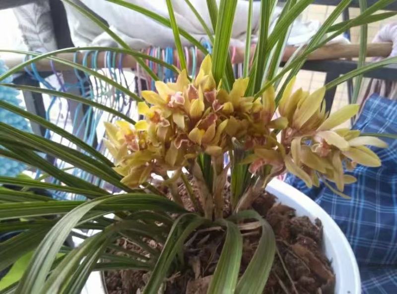 野生兰草花很香花美好看
