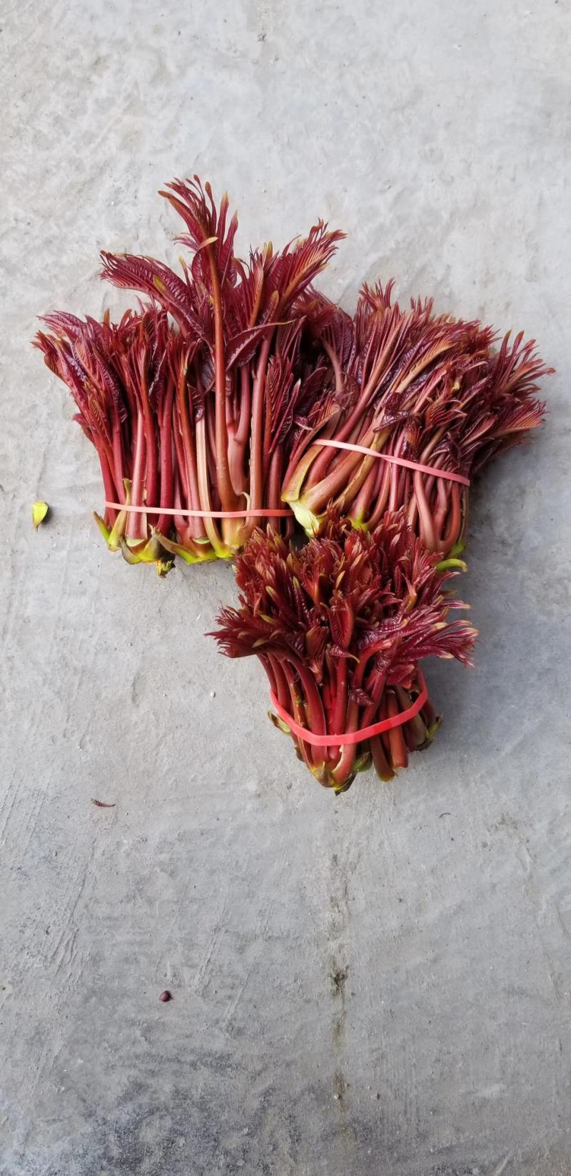 香椿芽重庆特产，基地直达，诚意经营，欢迎咨询