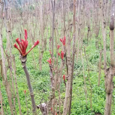 香椿芽重庆特产，基地直达，诚意经营，欢迎咨询