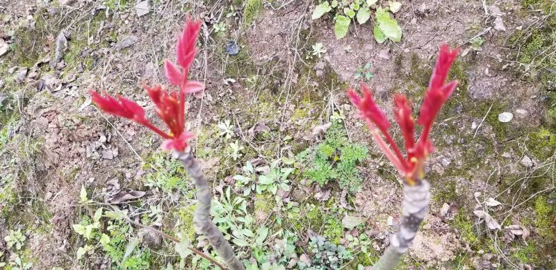 香椿芽重庆特产，基地直达，诚意经营，欢迎咨询
