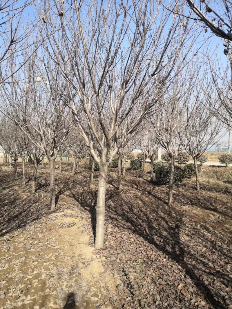大量供应晚樱早樱染井吉野阳光樱菲寒樱江户彼岸
