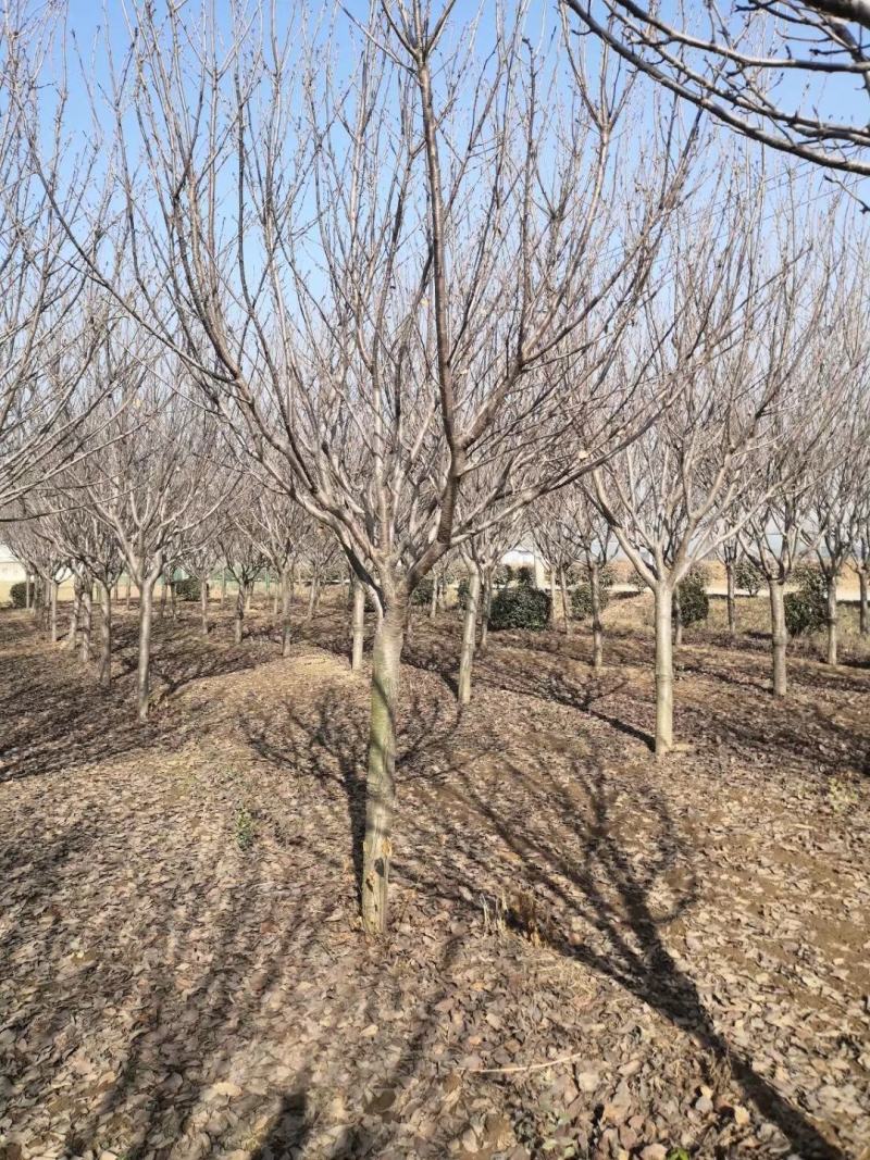 大量供应晚樱早樱染井吉野阳光樱菲寒樱江户彼岸
