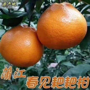 专业代办成都蒲江特产耙耙柑、丑柑