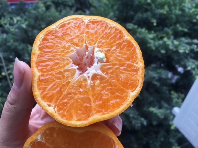 专业代办成都蒲江特产耙耙柑、丑柑