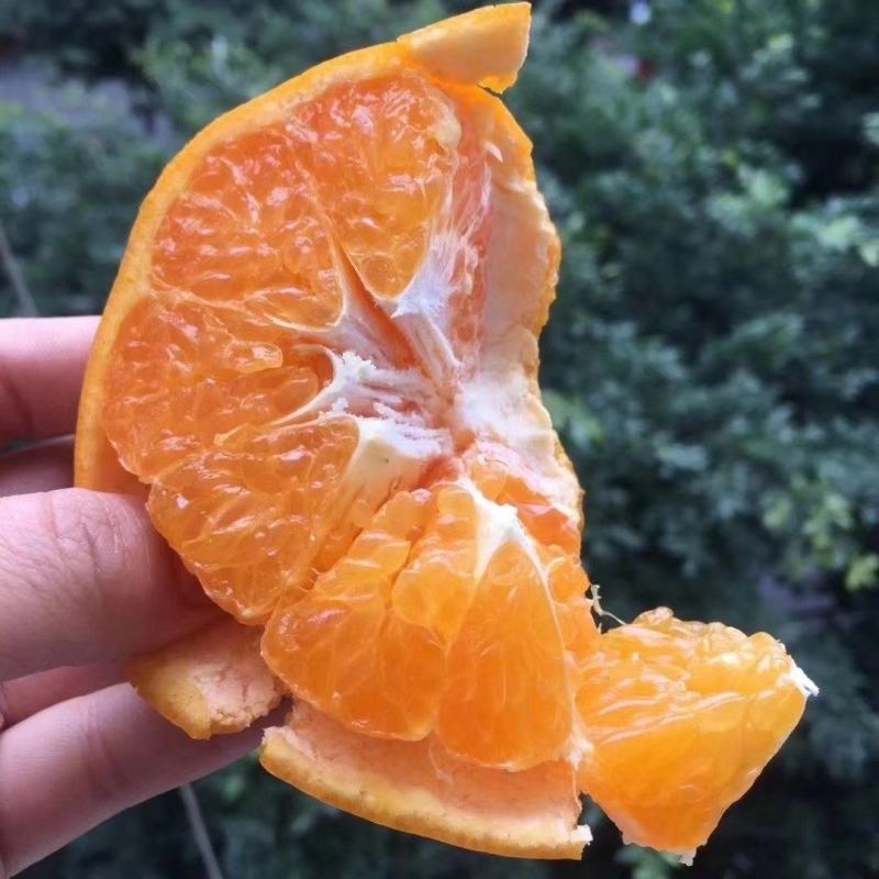 专业代办成都蒲江特产耙耙柑、丑柑