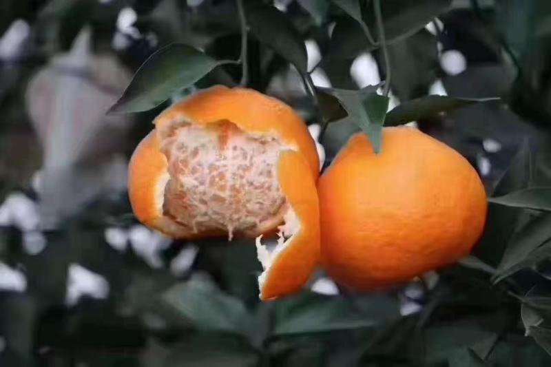 专业代办成都蒲江特产耙耙柑、丑柑