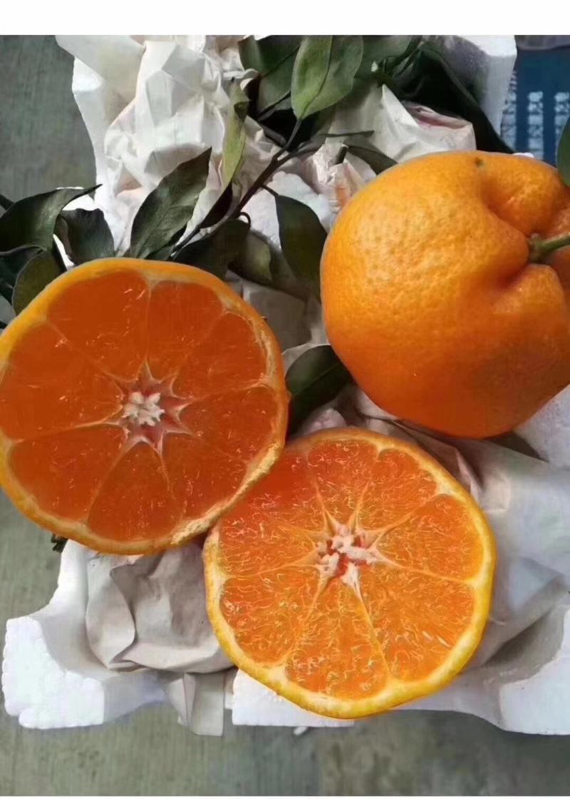 专业代办成都蒲江特产耙耙柑、丑柑