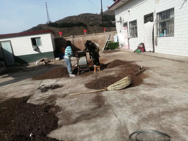 辽宁营口市鲅鱼圈东升种苗供应杜梨种子嫁接各种梨树苗