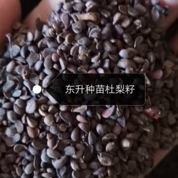 辽宁营口市鲅鱼圈东升种苗供应杜梨种子嫁接各种梨树苗
