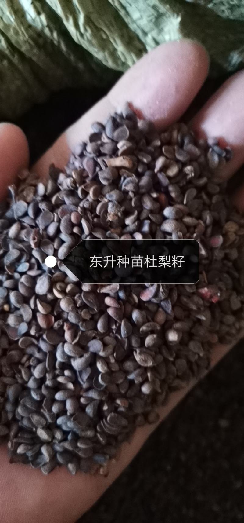 辽宁营口市鲅鱼圈东升种苗供应杜梨种子嫁接各种梨树苗