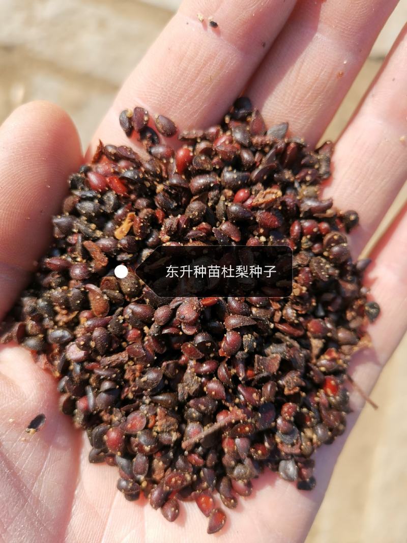 辽宁营口市鲅鱼圈东升种苗供应杜梨种子嫁接各种梨树苗