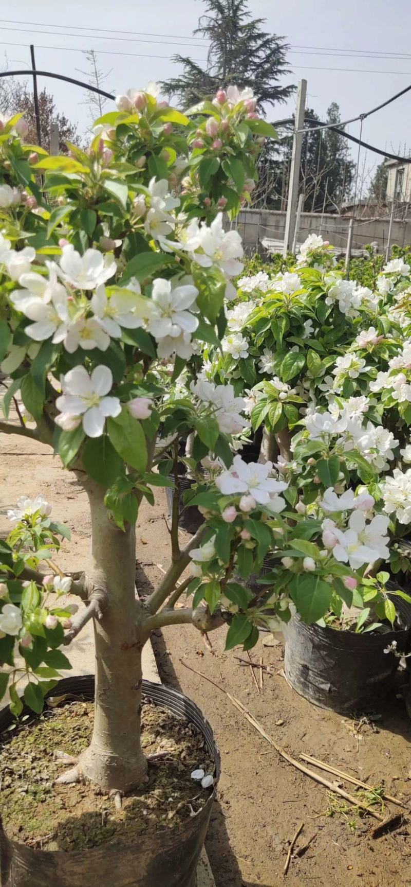 红富士苹果盆栽矮化苹果树红肉苹果室内外南北种植现带果发货