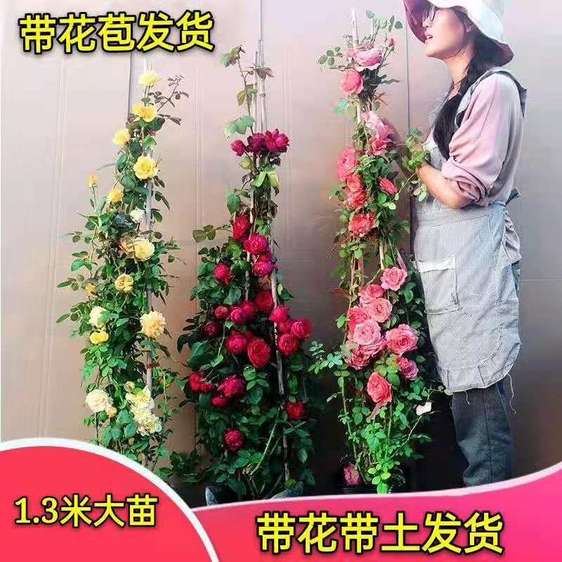 藤本月季花苗藤彩虹小女孩粉龙36个品种月季爬藤基地