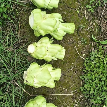 大量供应菱角菜，欢迎市场和加工厂前来采购
