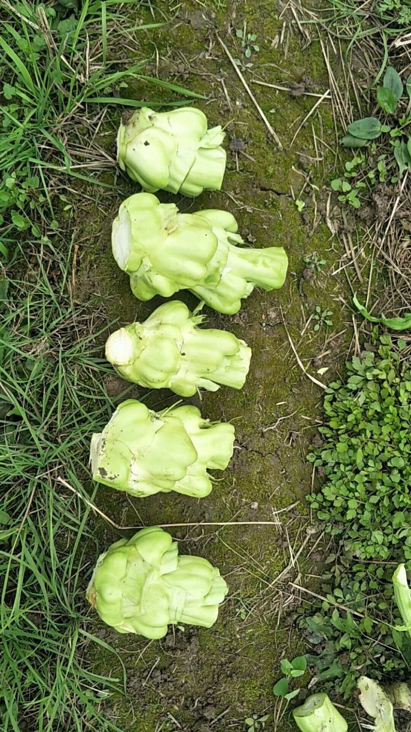 大量供应菱角菜，欢迎市场和加工厂前来采购