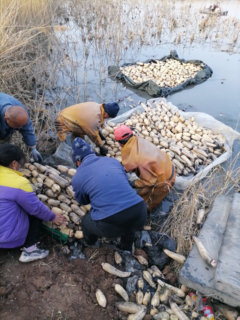 济宁市喻屯镇精品莲藕