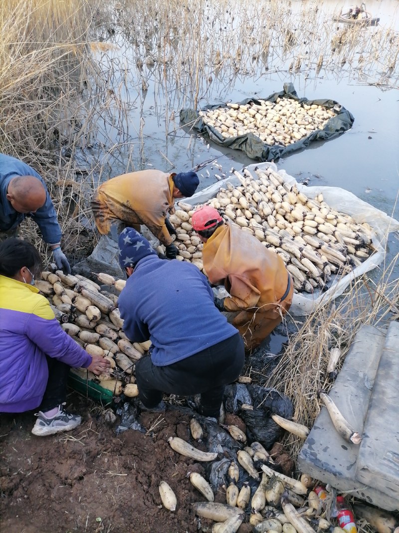 济宁市喻屯镇精品莲藕