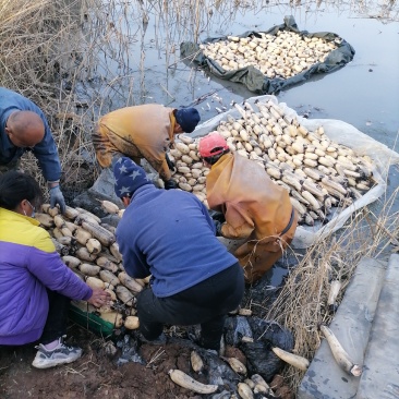 济宁市喻屯镇精品莲藕