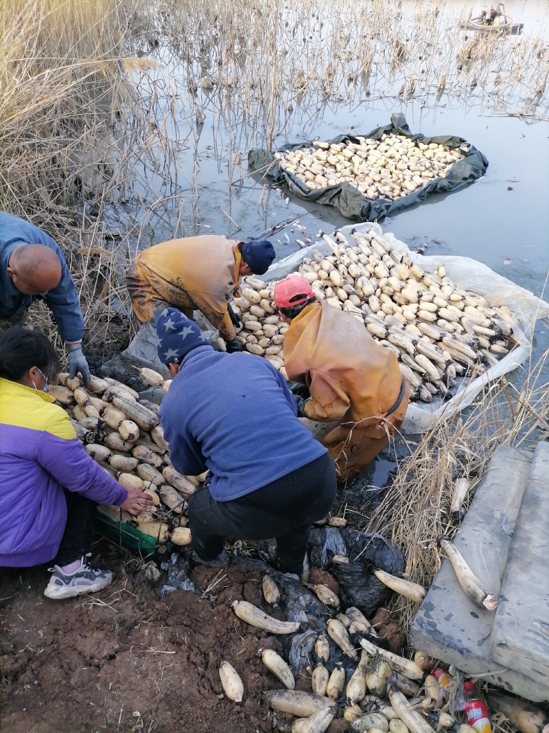 济宁市喻屯镇精品莲藕