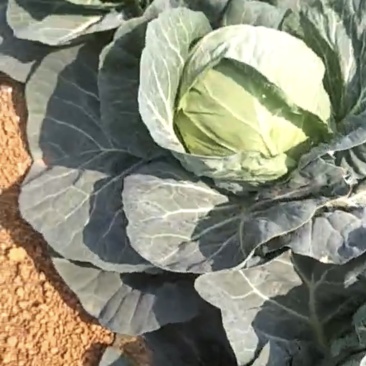包菜甘蓝菜产地有大量现货