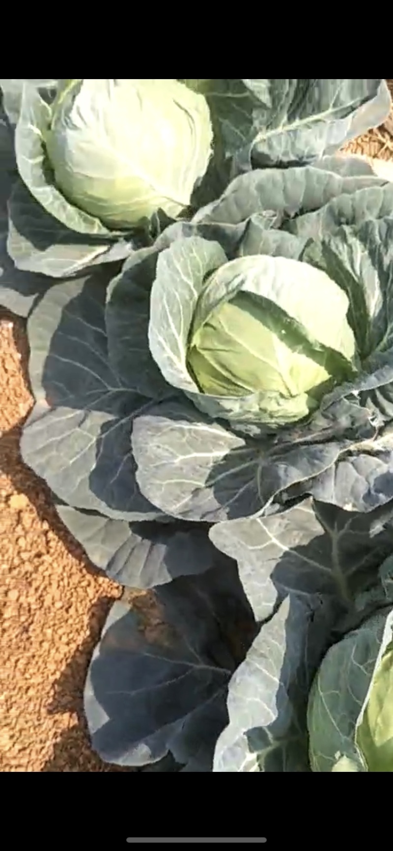 包菜甘蓝菜产地有大量现货