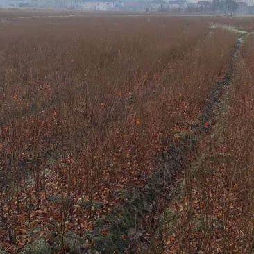 一年生红榉树苗大量供应支持视频看货实地考察