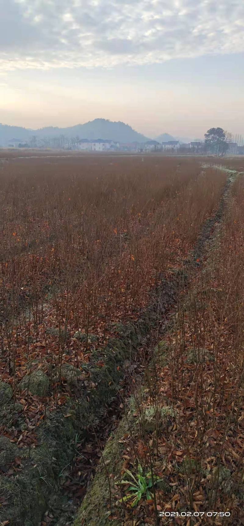 一年生红榉树苗大量供应支持视频看货实地考察