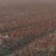 一年生红榉树苗大量供应支持视频看货实地考察