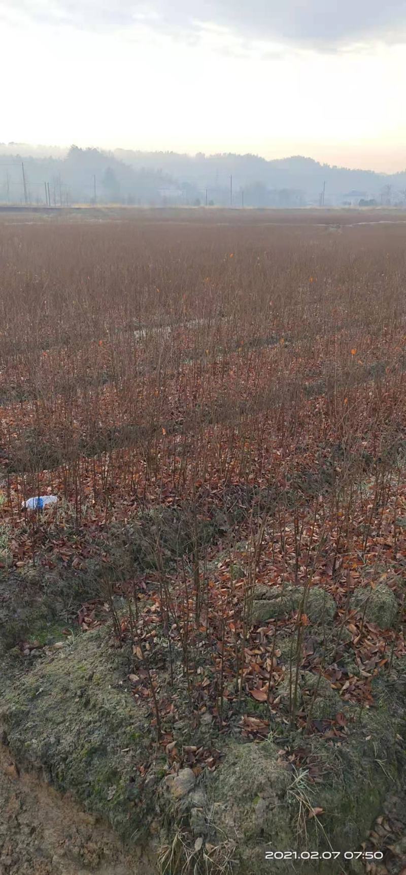 一年生红榉树苗大量供应支持视频看货实地考察